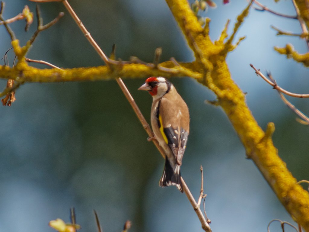 Goldfinch - Peter Drury Submitted by peterd on Sun, 08/06/2014 - 05:18